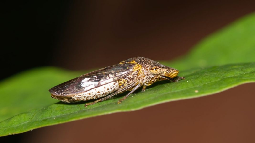 los-relojes-inteligentes-se-inspiraran-en-la-orina-de-un-insecto-para-mejorar-su-resistencia-al-agua